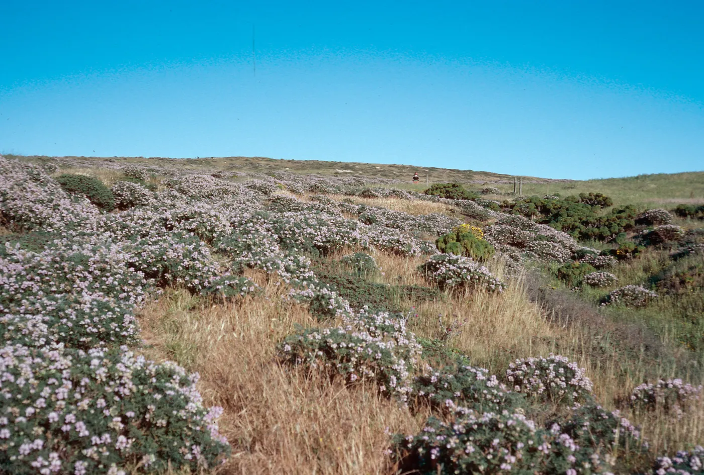 Lupinus albifrons, just North of ranch, San Miguel Island