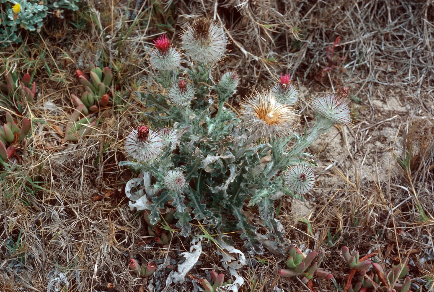 Cirsium, East side of Green Mountain, San Miguel Island