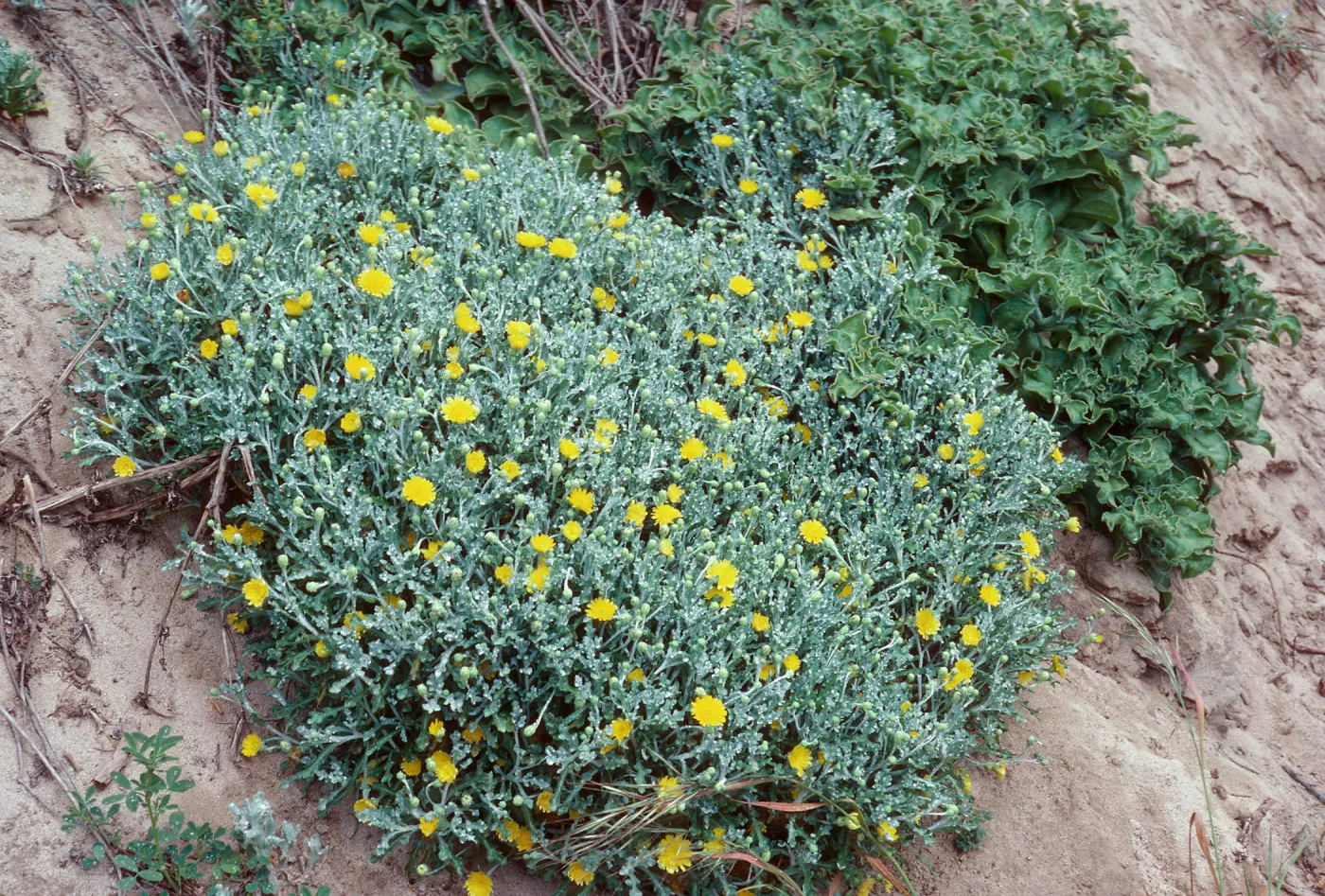 Malacothrix incana, San Miguel Island