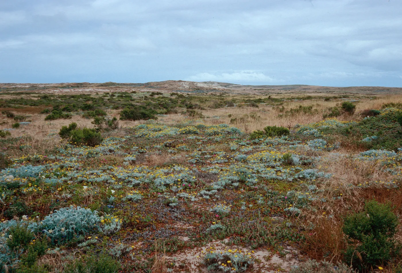 Malacothrix incana, near Dry Lake, San Miguel Island