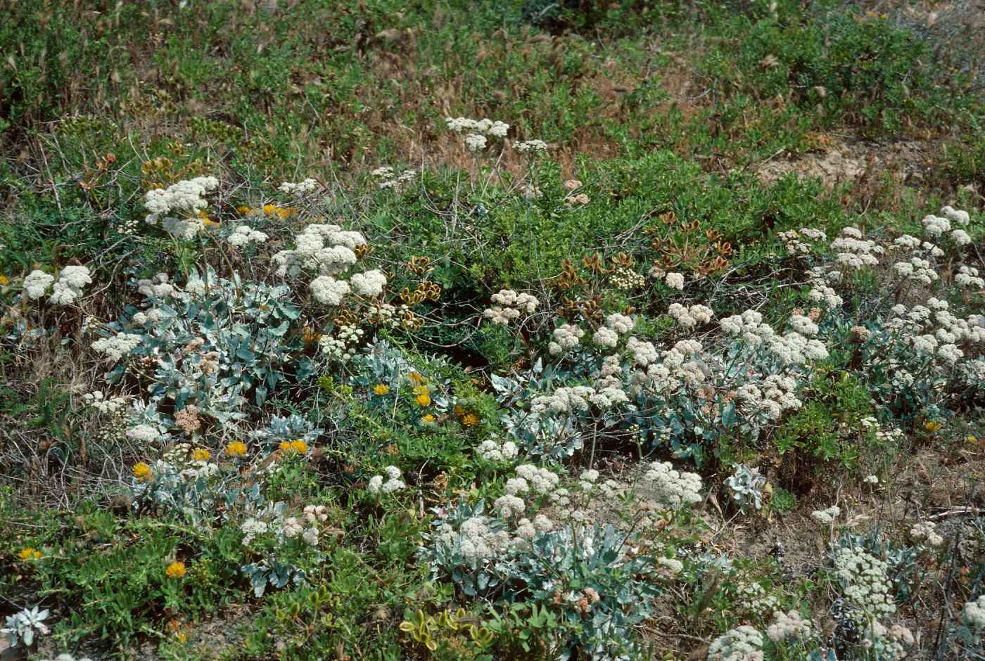 Eriogonum grande timorum, East of Dutch Harbor, San Nicolas Island