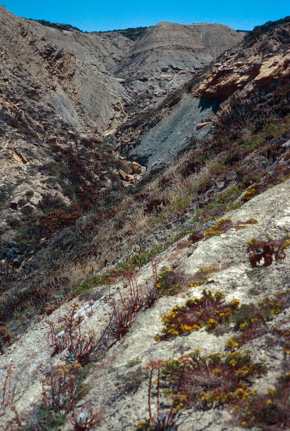Celery Canyon, San Nicolas Island