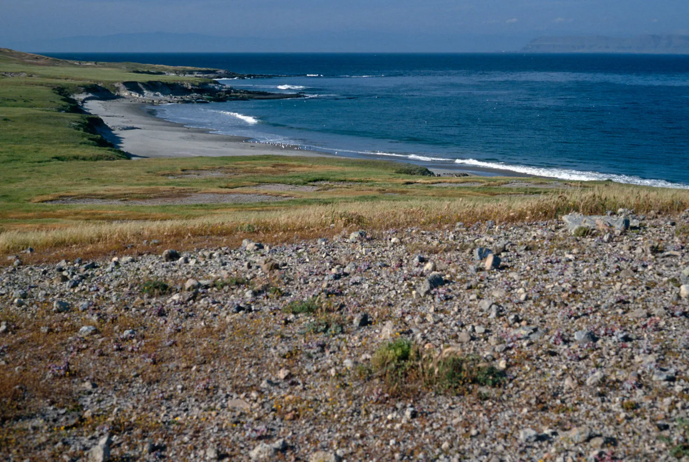 Dudleya greenei F. nana habitat, East Point, Santa Rosa Island