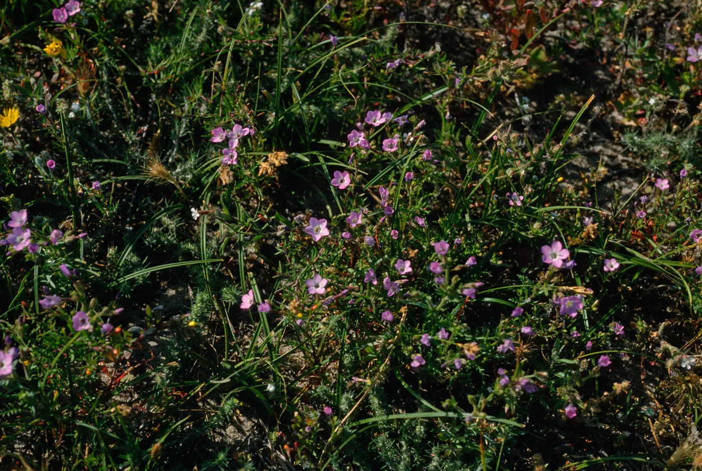Gilia tenuiflora hoffmannii, along road to East Point, Santa Rosa Island
