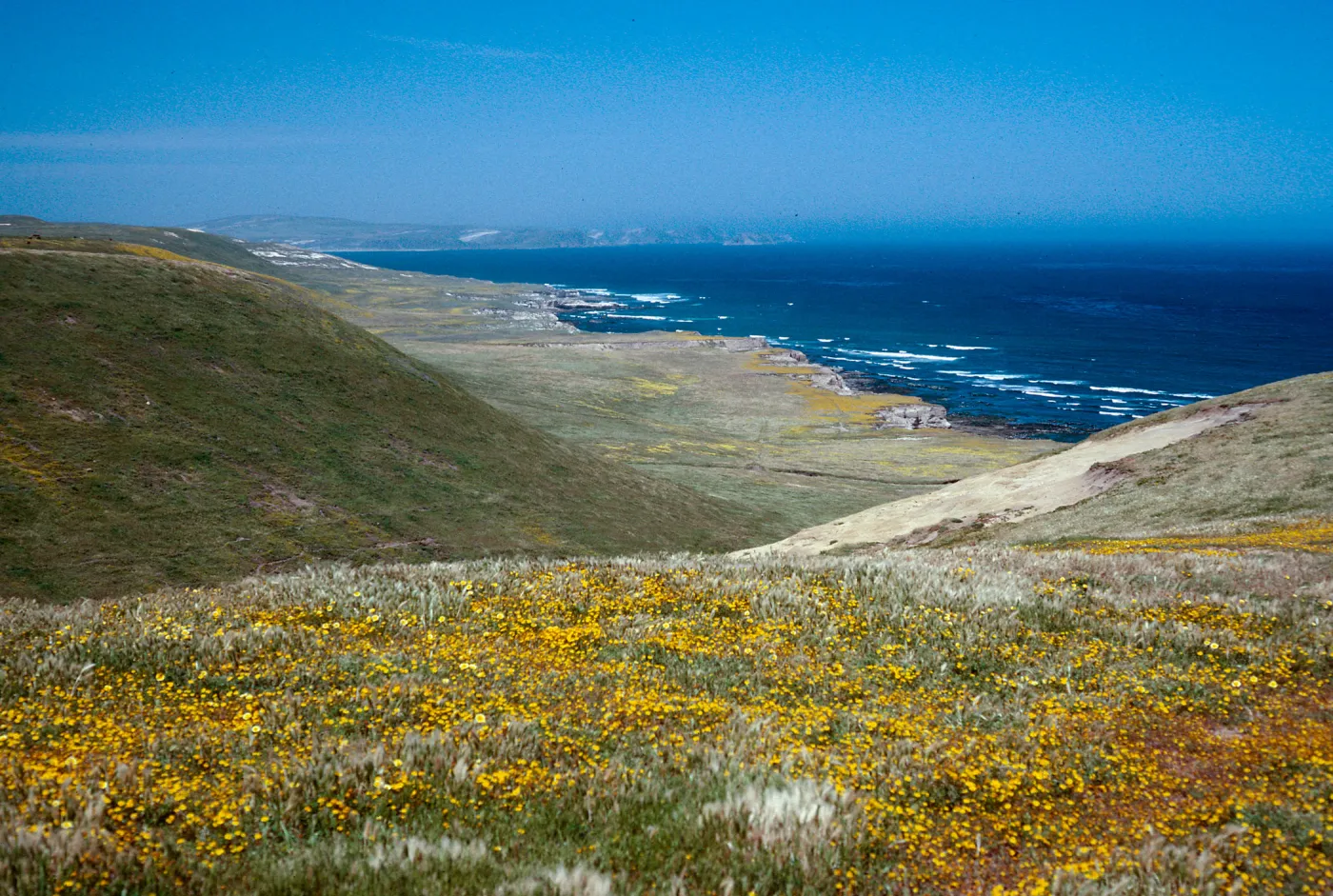 Lasthenia, coastline near Jaw Gulch, Santa Rosa Island