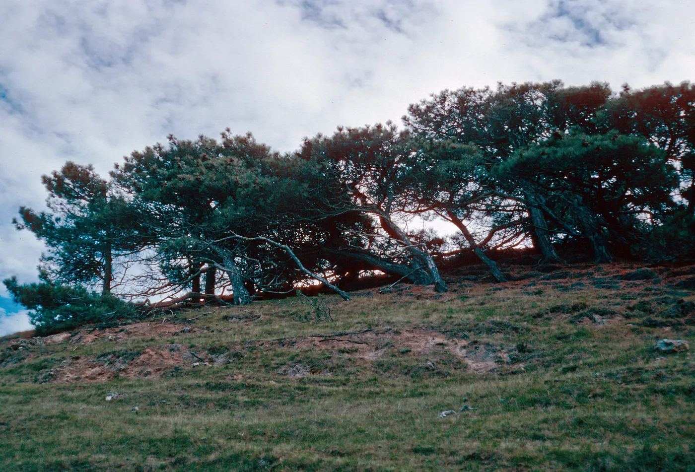Torrey Pines, Santa Rosa Island