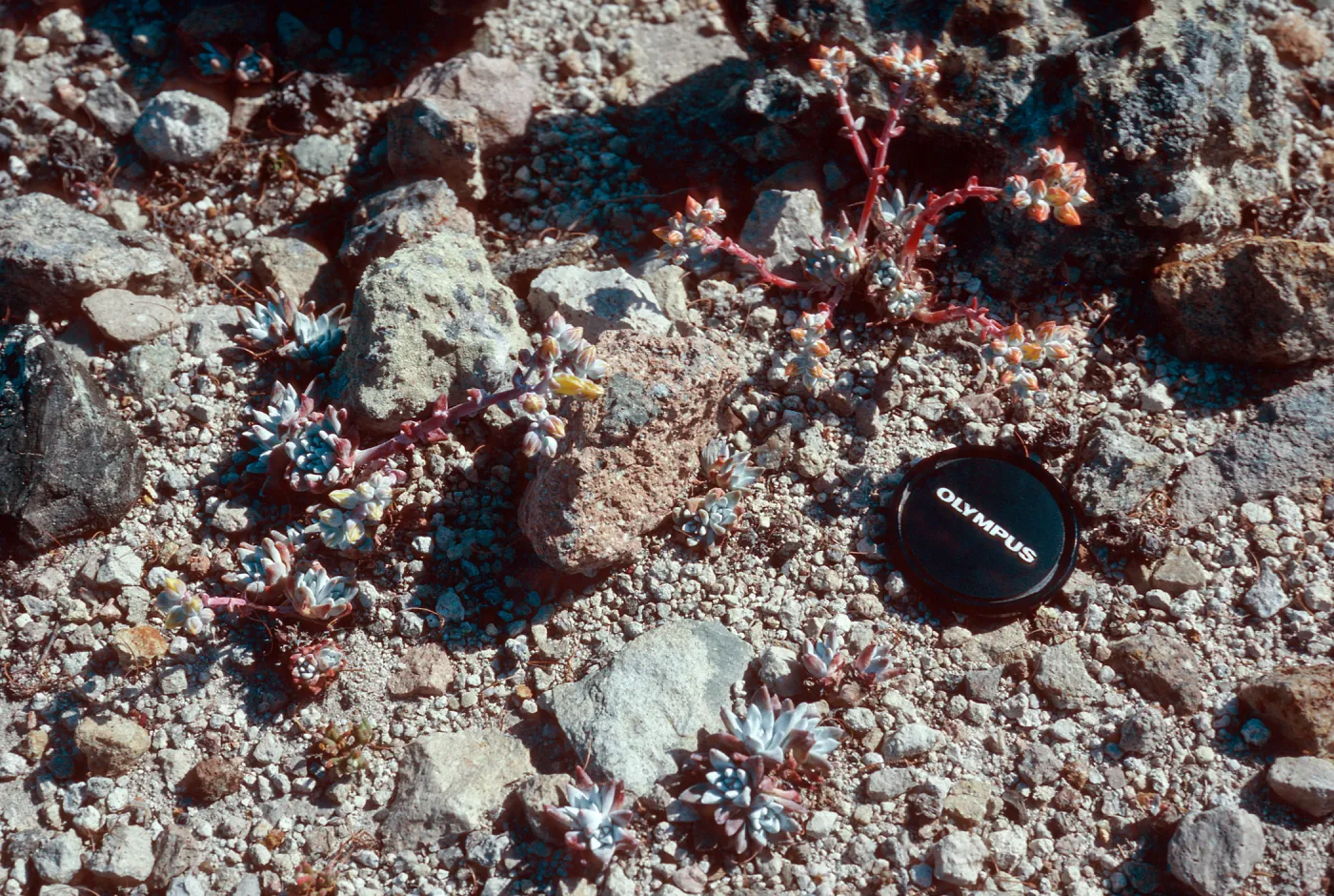 Dudleya greenei F. nana, East Point, Santa Rosa Island