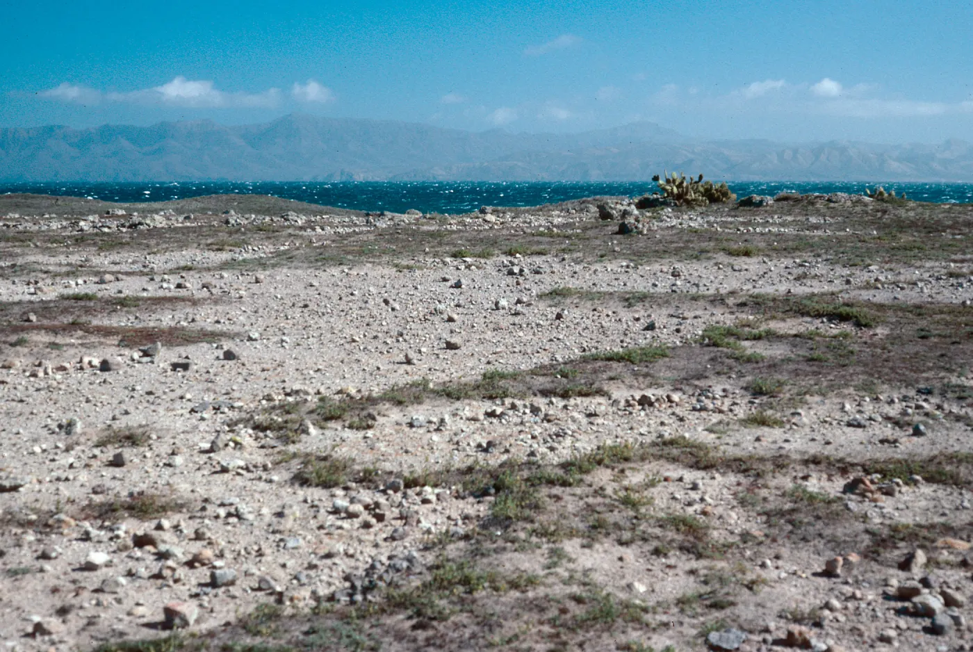 Dudleya blochmaniae insularis site, East end, Santa Rosa Island