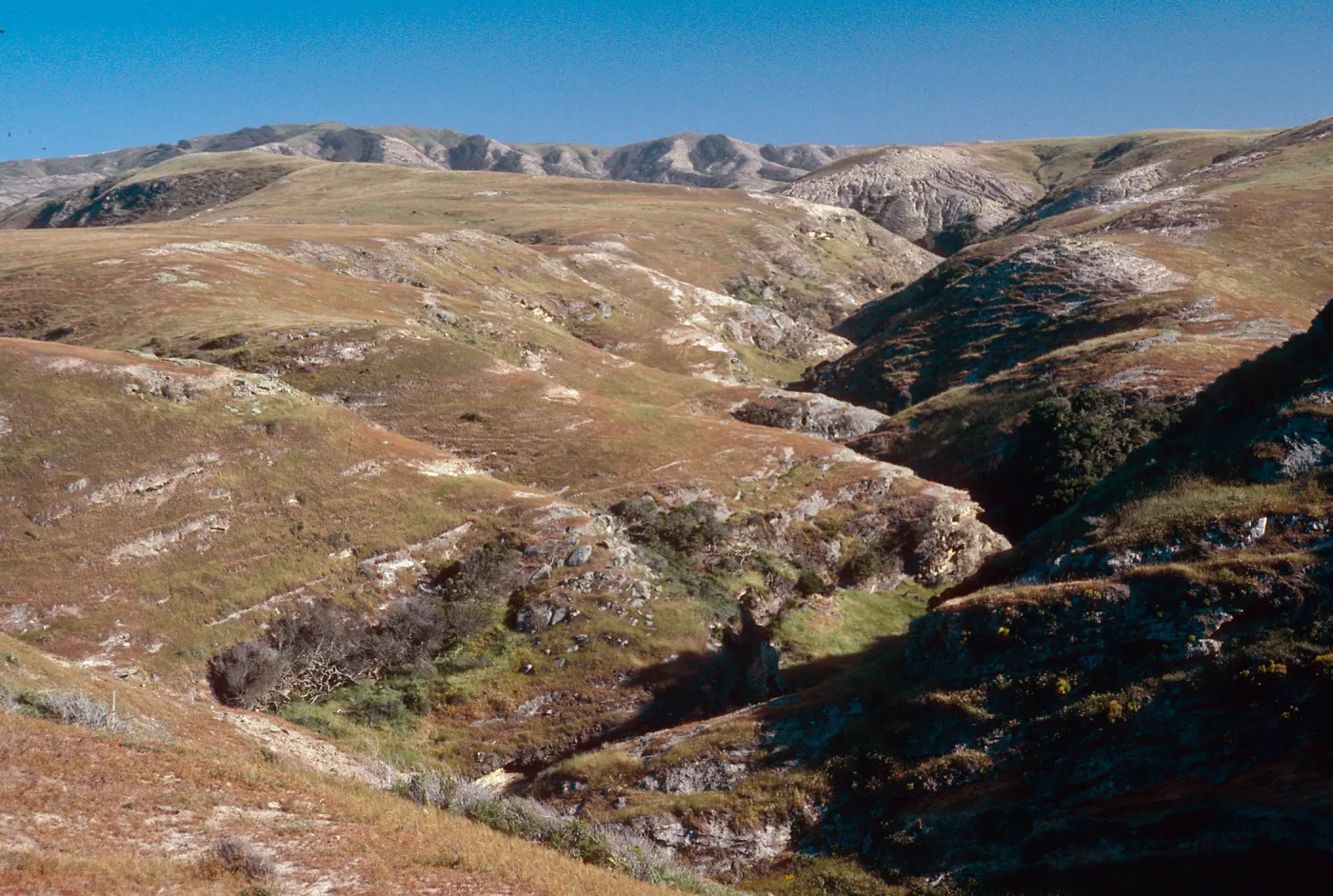 Lobos Canyon, Santa Rosa Island