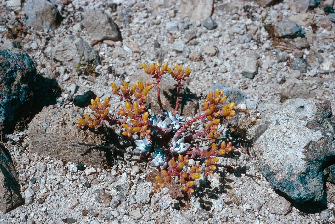 Dudleya greenei nana, East Point, Santa Rosa Island