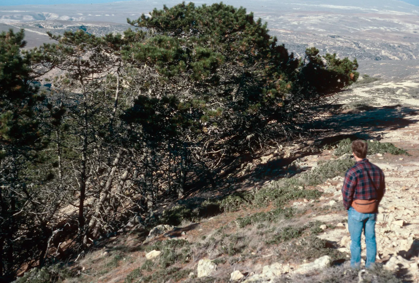Pinus remorata, ridge North Black Mountain, Santa Rosa Island