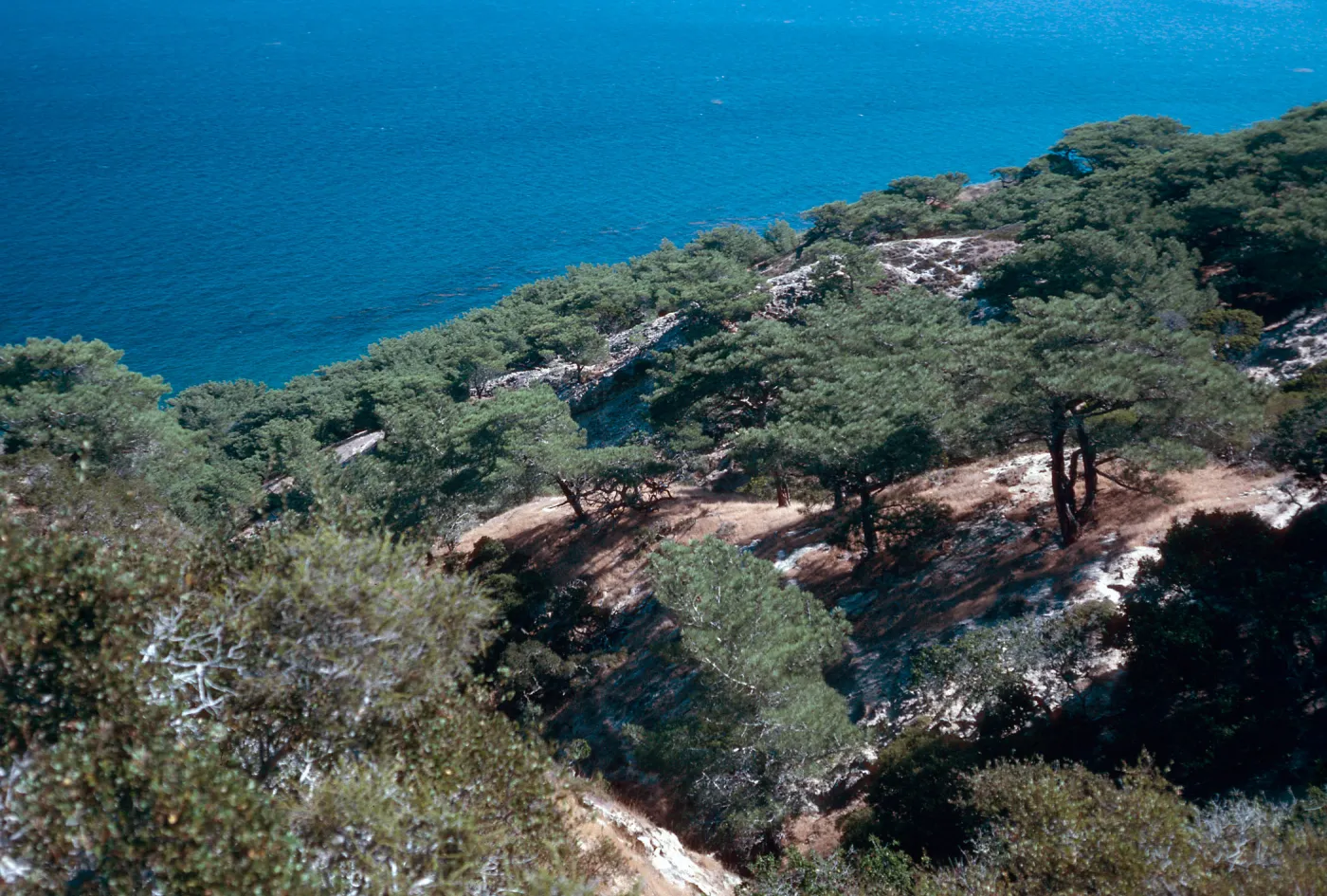 Torrey Pines, Beechers Bay, Santa Rosa Island