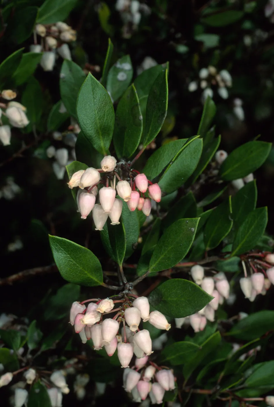 Arctostaphylos (Manzanita), Santa Barbara Botanic Garden