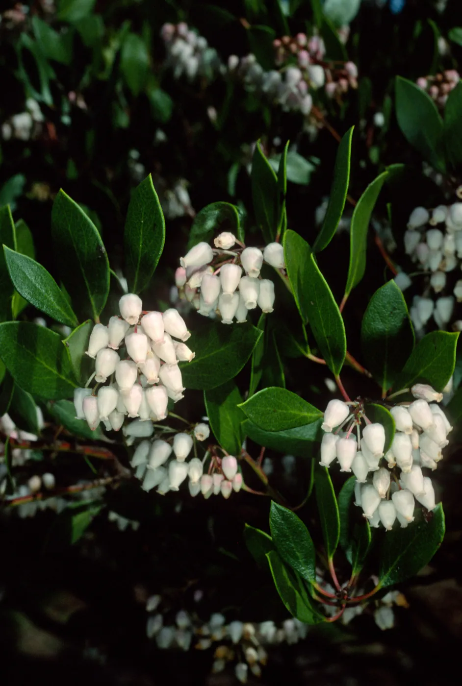 Arctostaphylos (Manzanita), Santa Barbara Botanic Garden