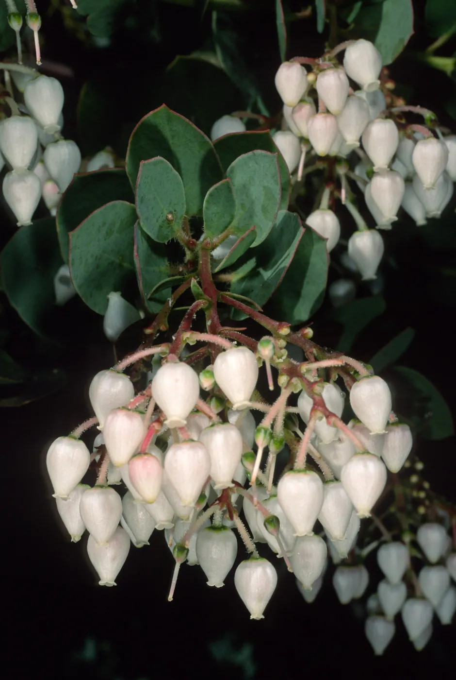 Arctostaphylos (Manzanita), Santa Barbara Botanic Garden