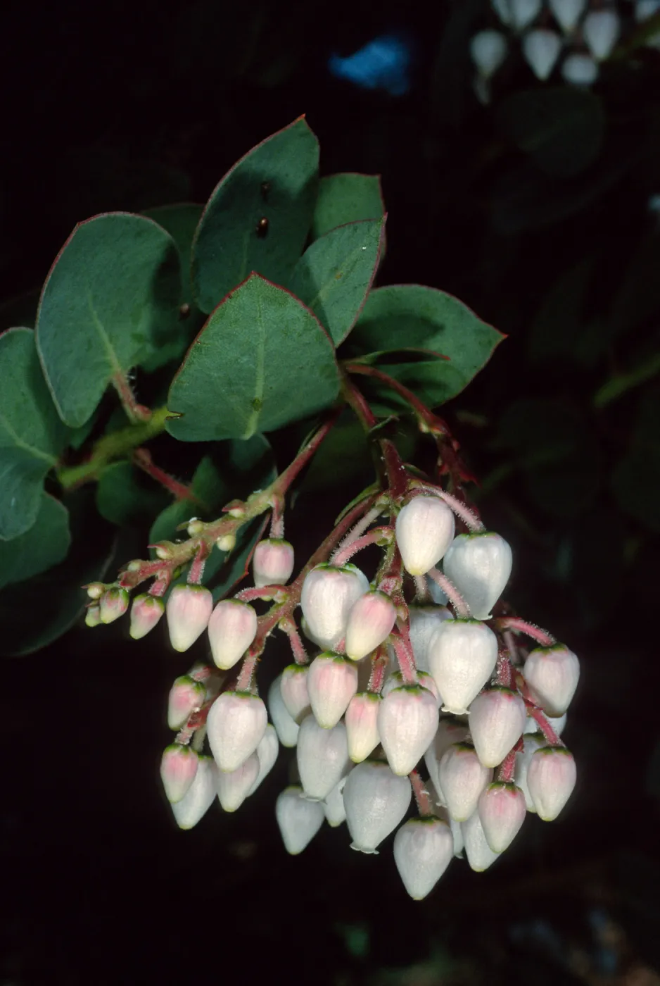 Arctostaphylos (Manzanita), Santa Barbara Botanic Garden