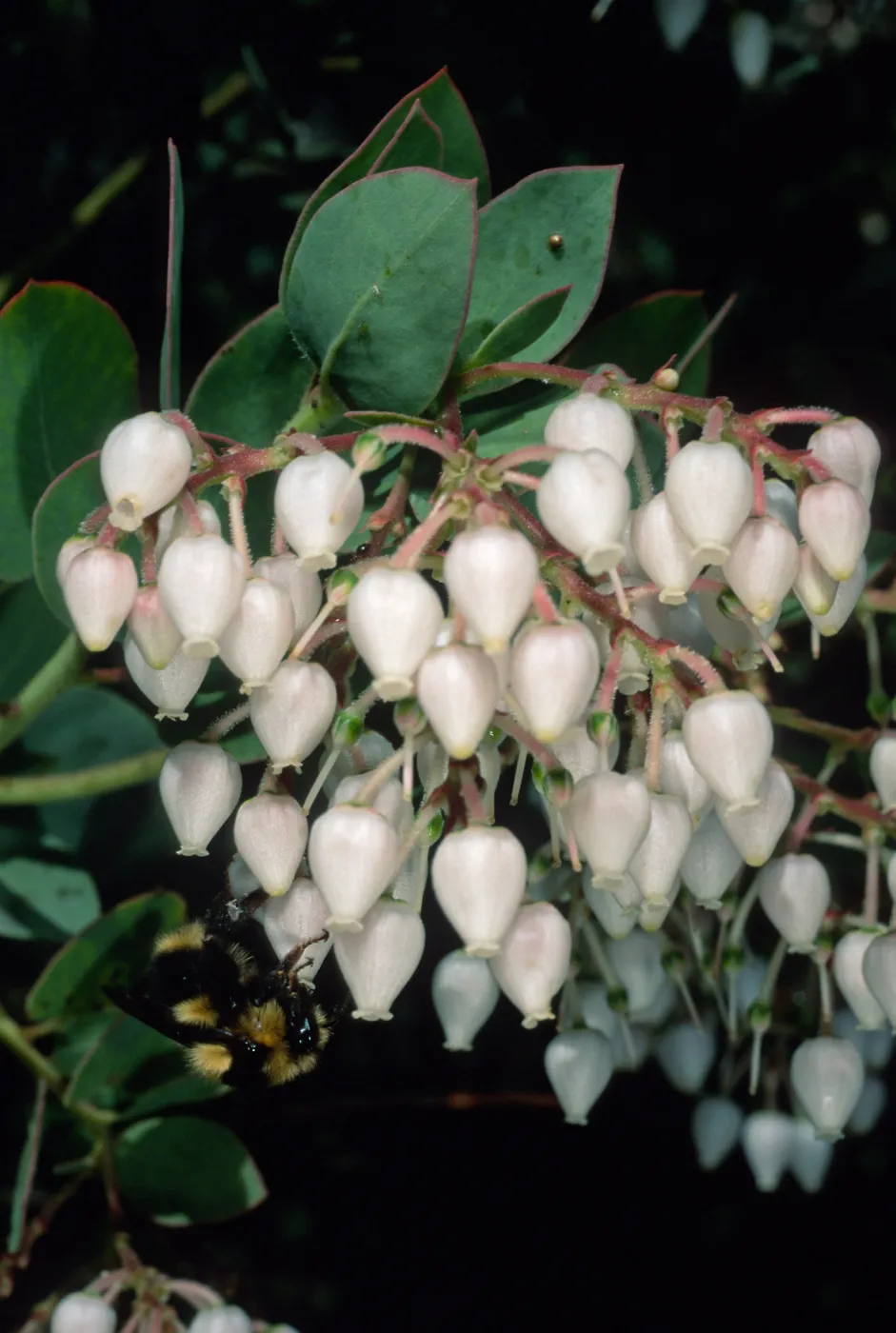 Arctostaphylos (Manzanita), Santa Barbara Botanic Garden
