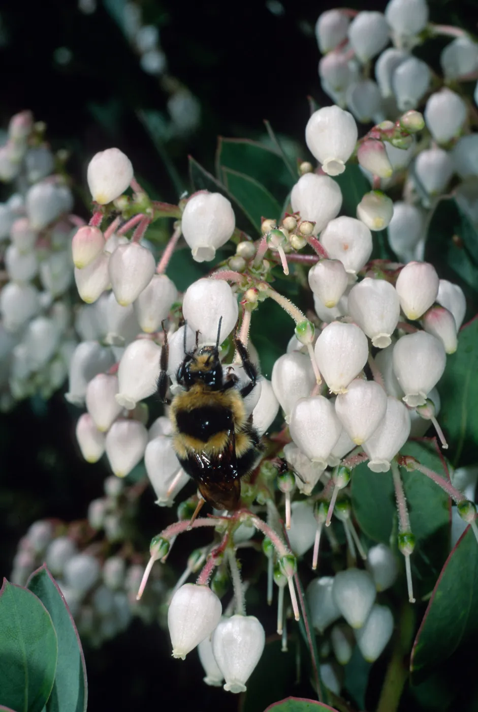Arctostaphylos (Manzanita) w/Bumble Bee, Santa Barbara Botanic Garden