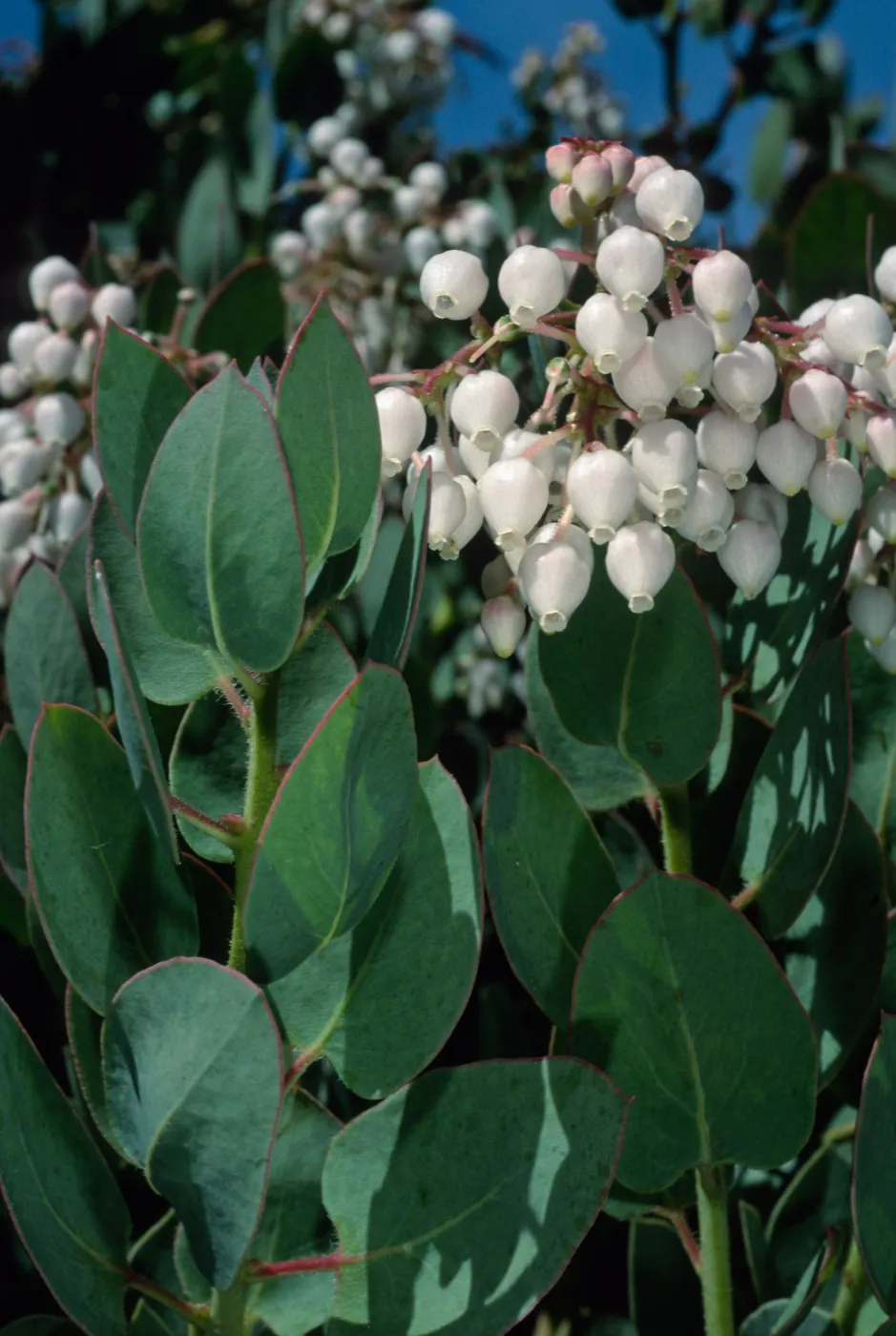 Arctostaphylos (Manzanita), Santa Barbara Botanic Garden