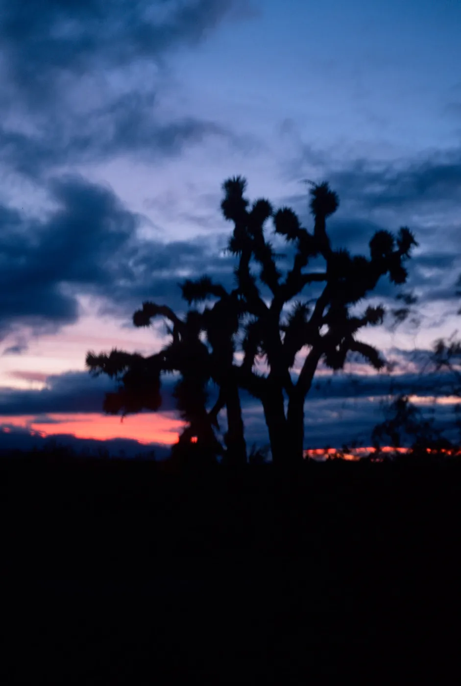 Joshua Tree - Yucca brevifolia, Palmdale Highway