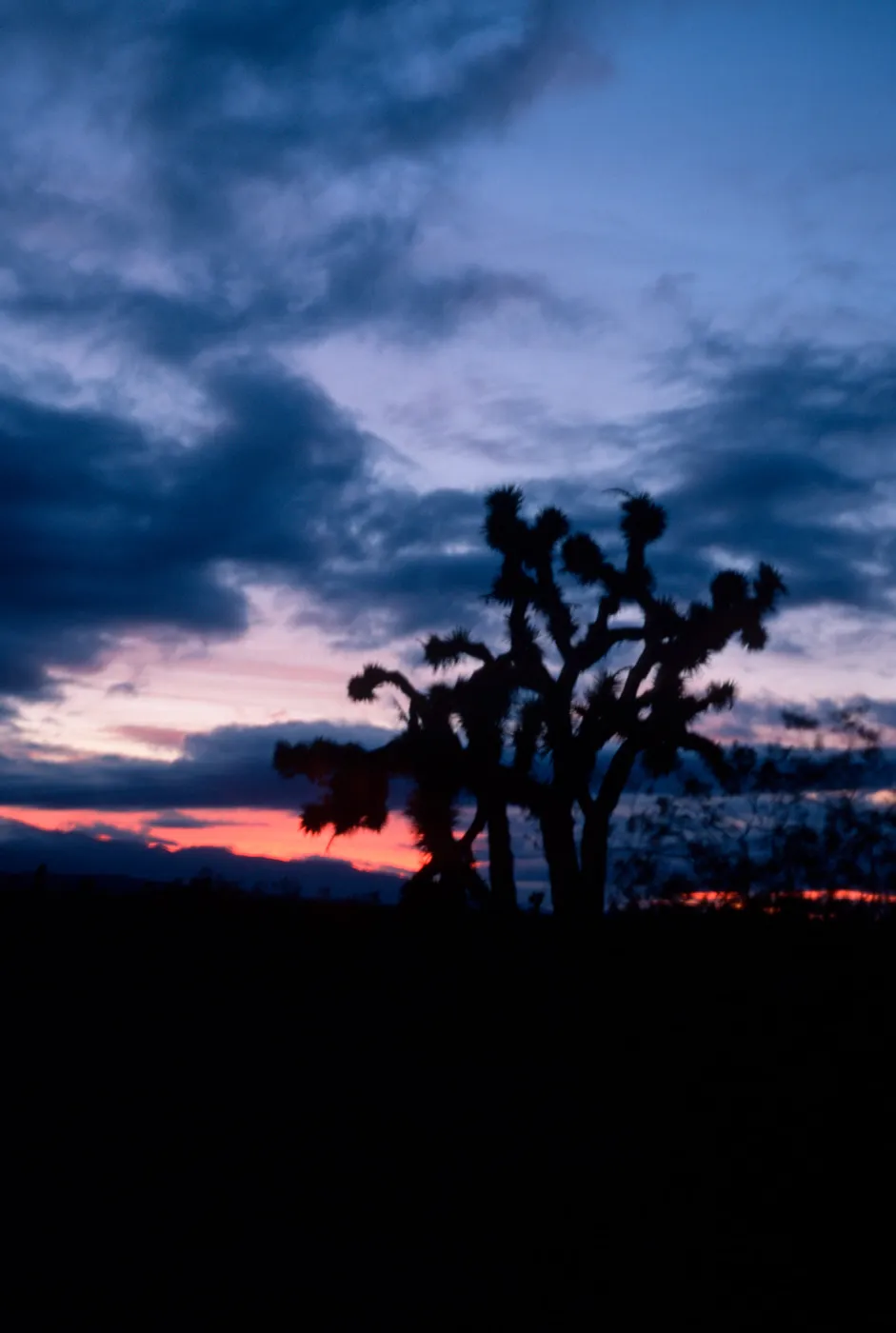 Joshua Tree - Yucca brevifolia, Palmdale Highway