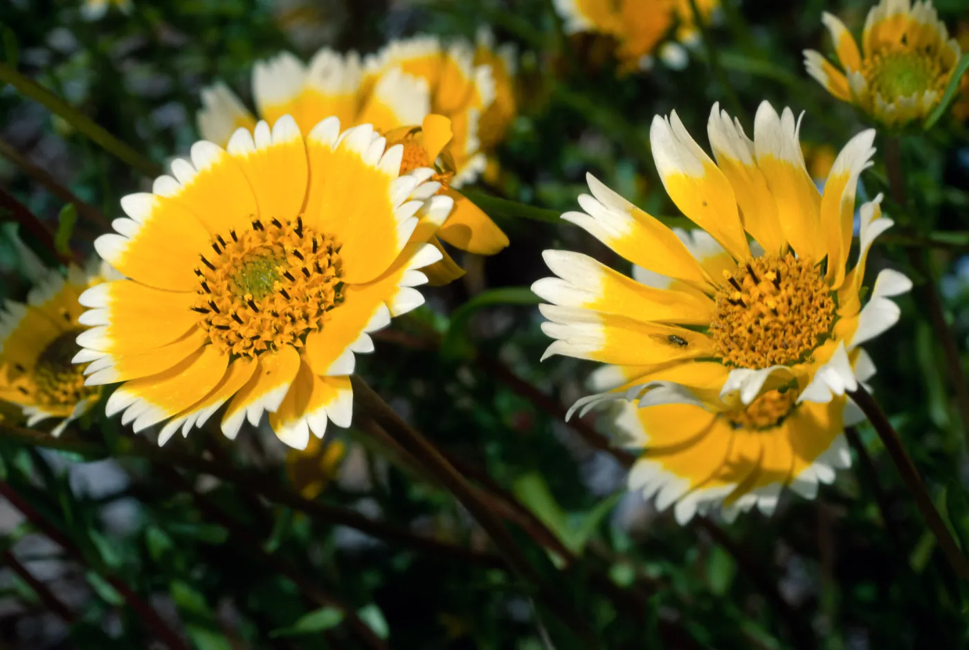 Layia (tidy tips), Santa Barbara Botanic Garden