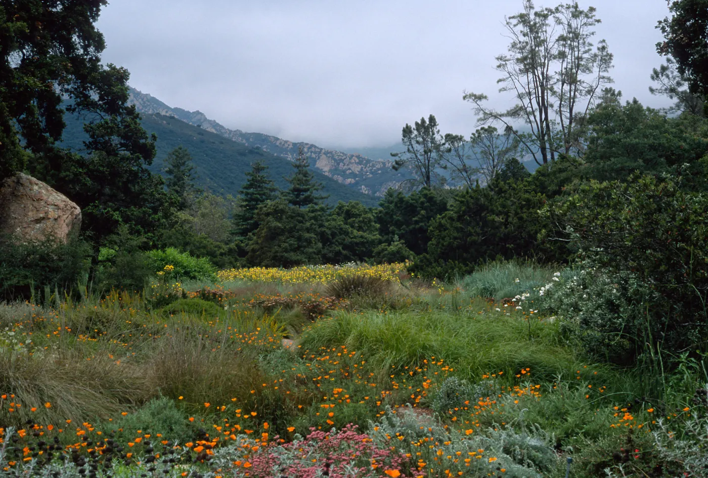 meadow, Santa Barbara Botanic Garden 