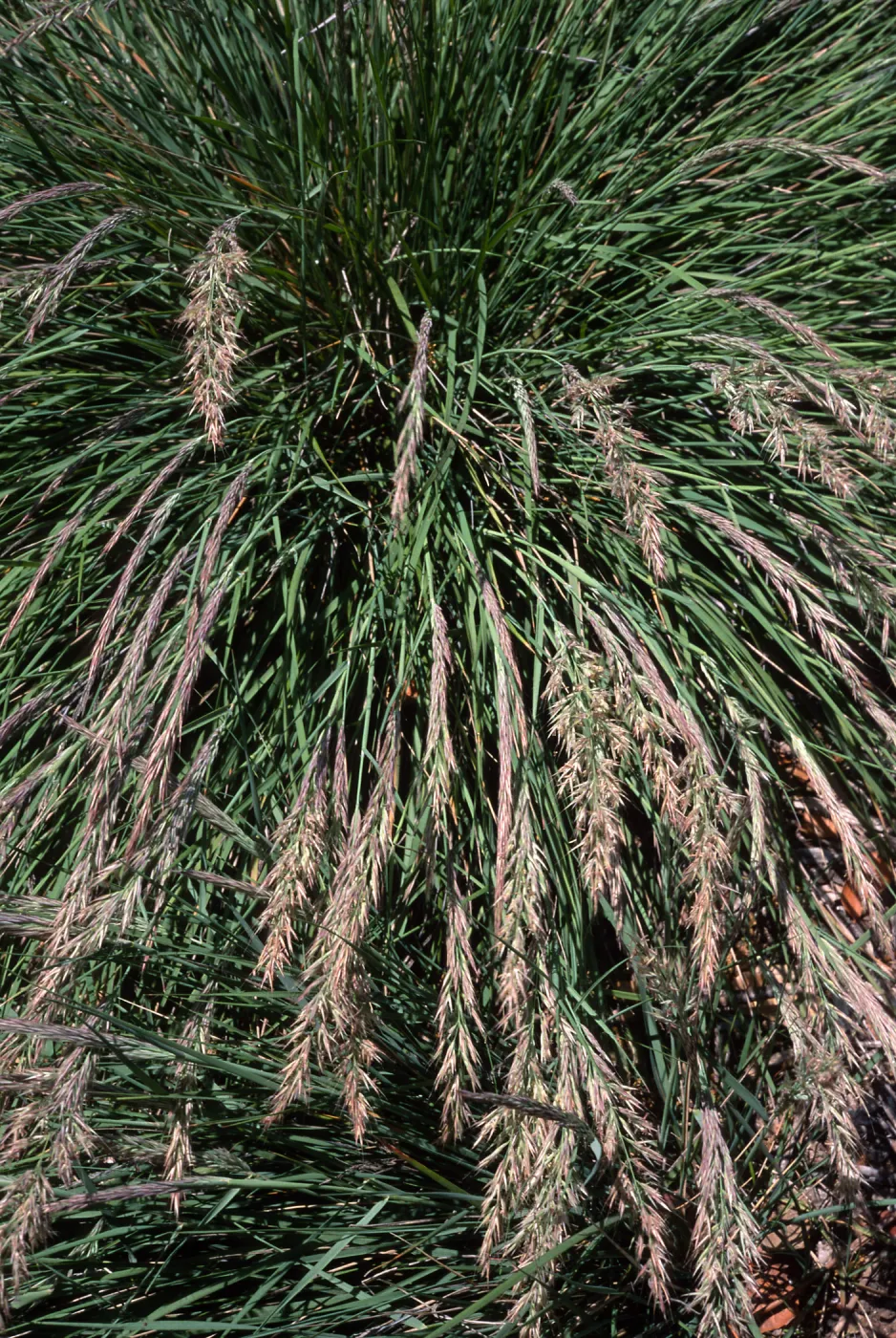 Santa Barbara Botanic Garden