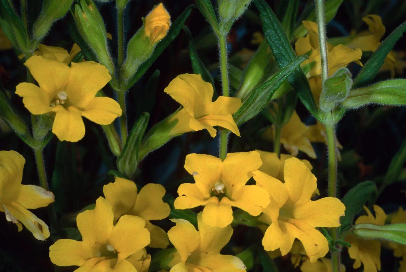 Mimulus, Santa Barbara Botanic Garden