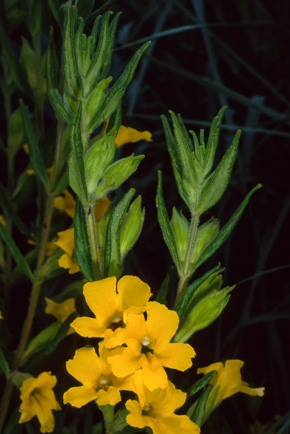 Mimulus, Santa Barbara Botanic Garden