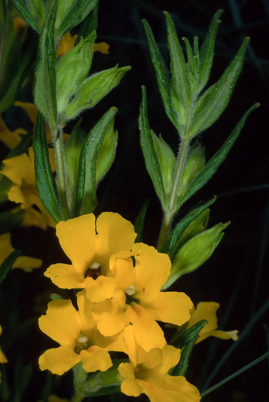 Mimulus, Santa Barbara Botanic Garden