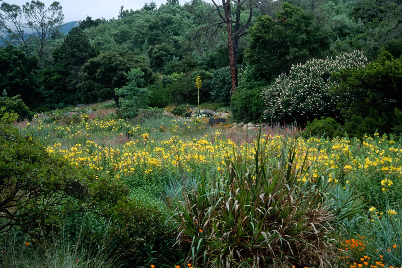 Aesculus (Buckeye), Agave (Century Plant), Oenothera, meadow, Santa Barbara Botanic Garden
