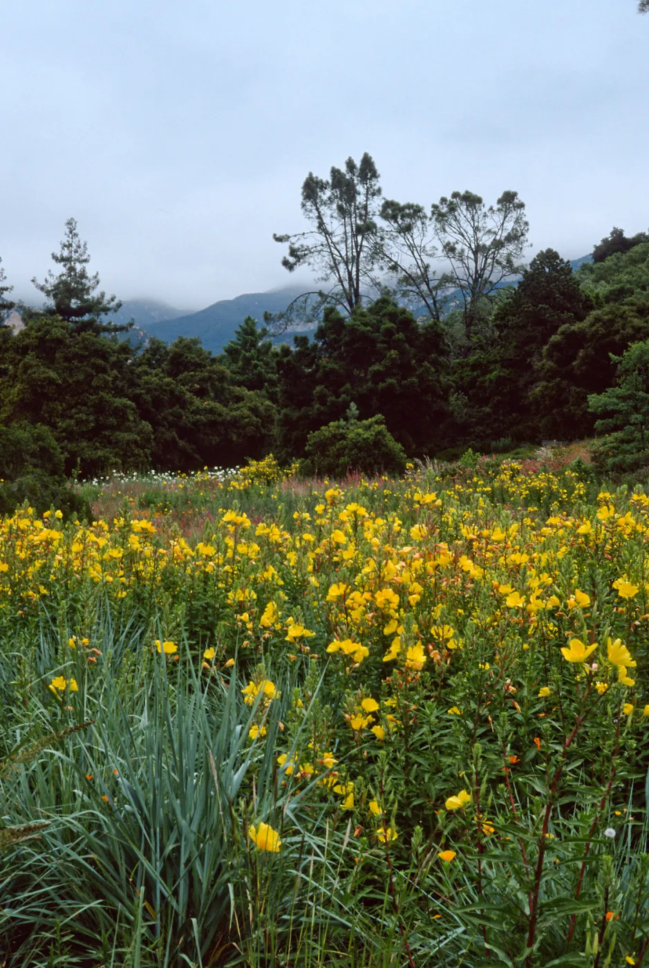 Oenothera, meadow, Santa Barbara Botanic Garden