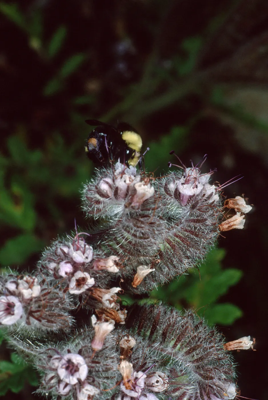 Bumble Bee on Phacelia, Santa Barbara Botanic Garden