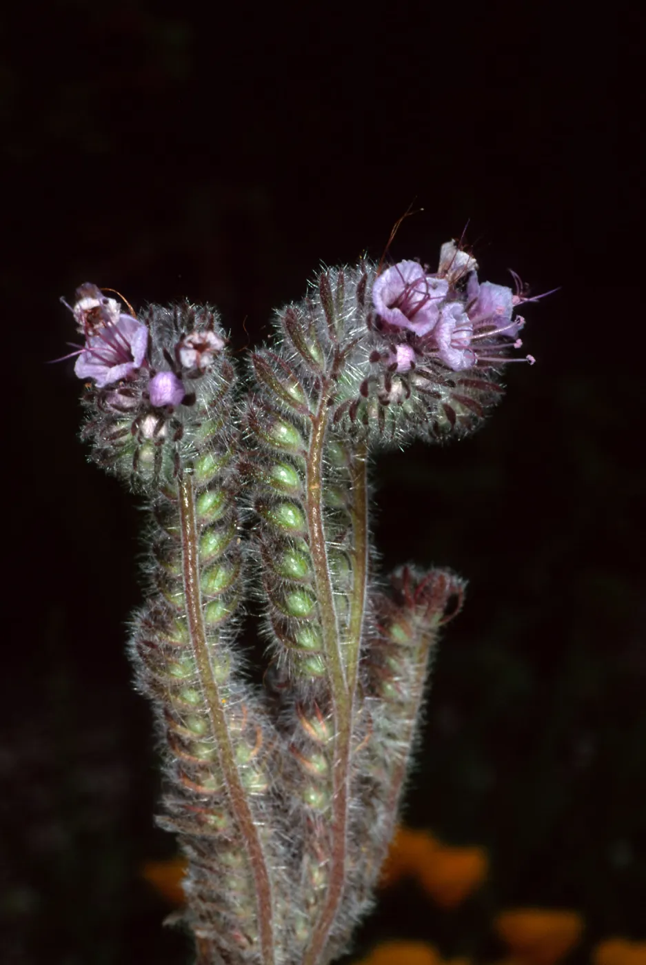 Phacelia, Santa Barbara Botanic Garden