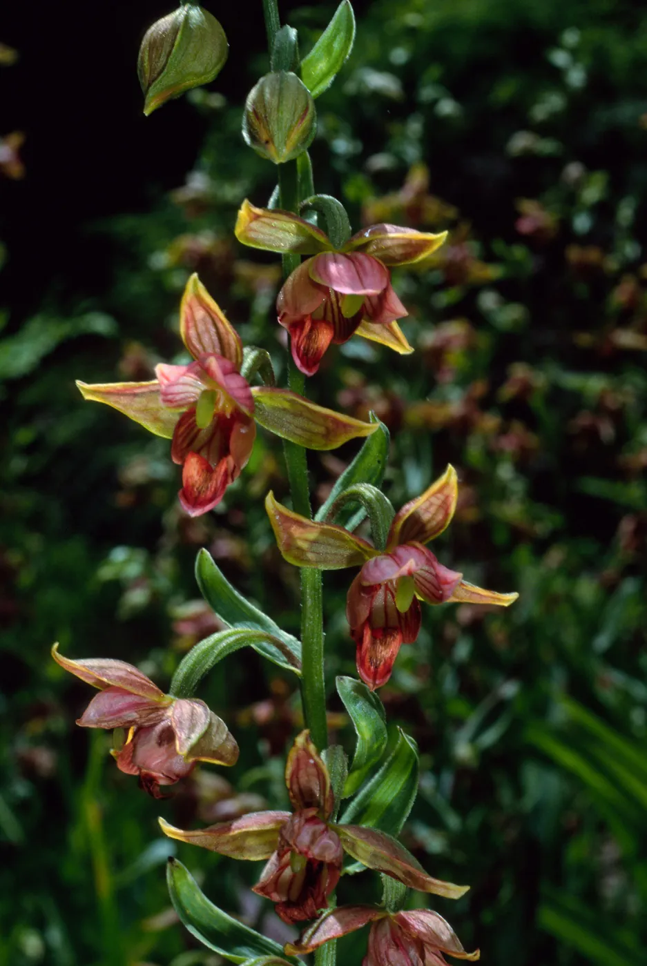 Epipactis gigantea, Arroyo Section, Santa Barbara Botanic Garden