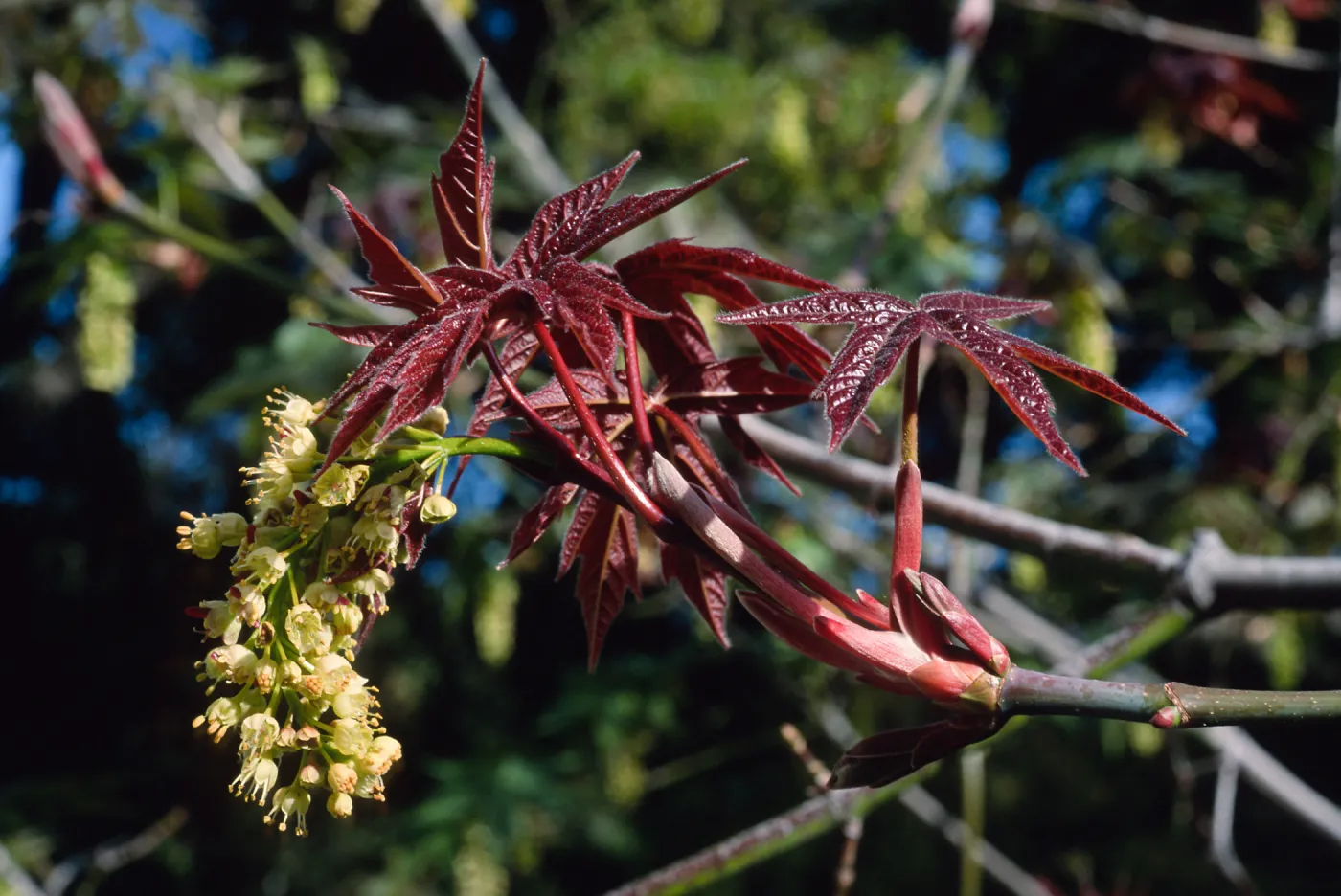 Acer macrophyllum, Santa Barbara Botanic Garden