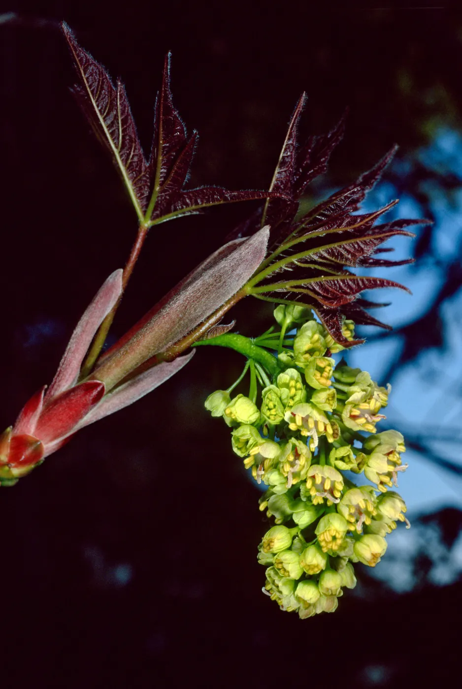 Acer macrophyllum, Santa Barbara Botanic Garden