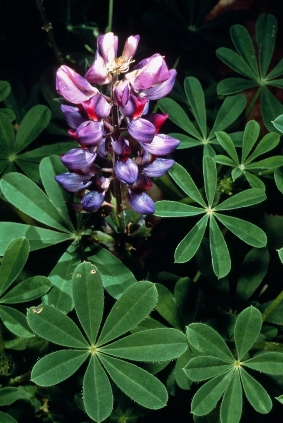 Lupinus succulentus, Santa Barbara Botanic Garden