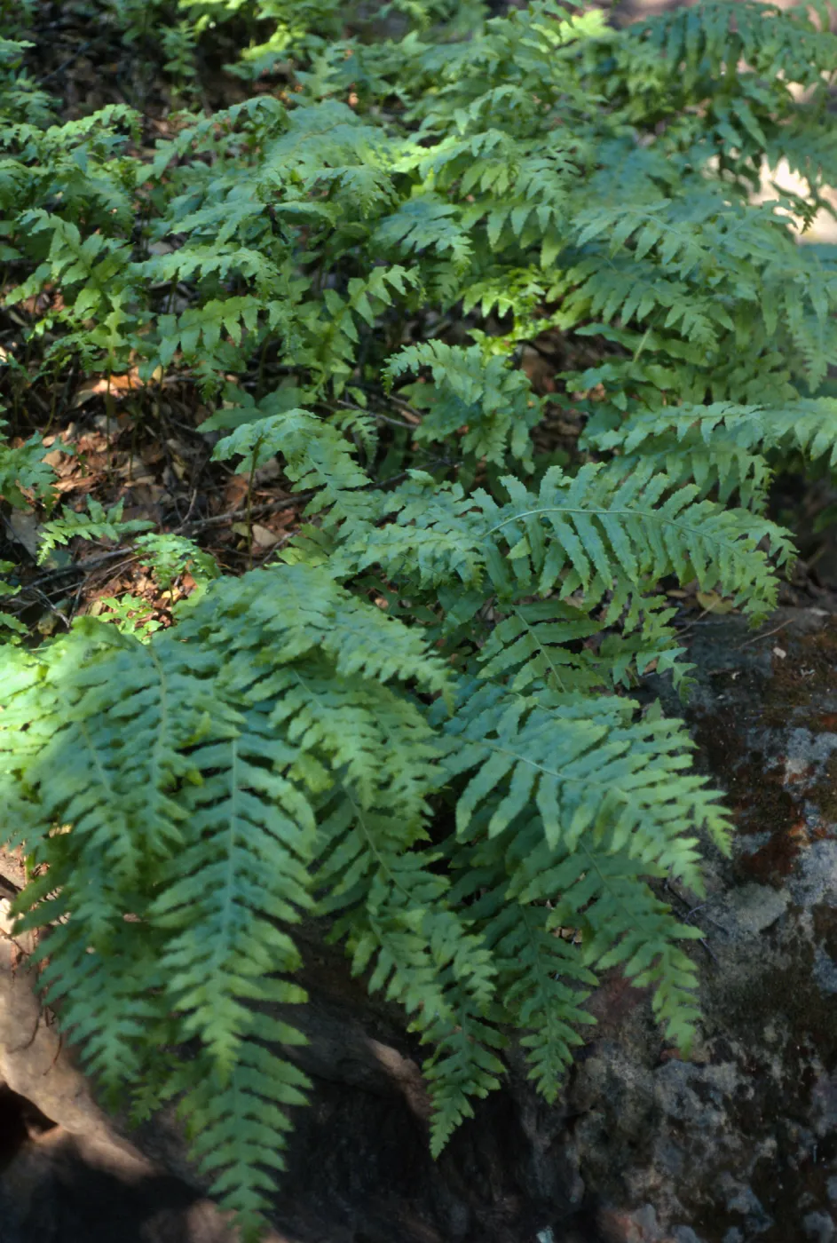 Polypodium californicum, Santa Barbara Botanic Garden