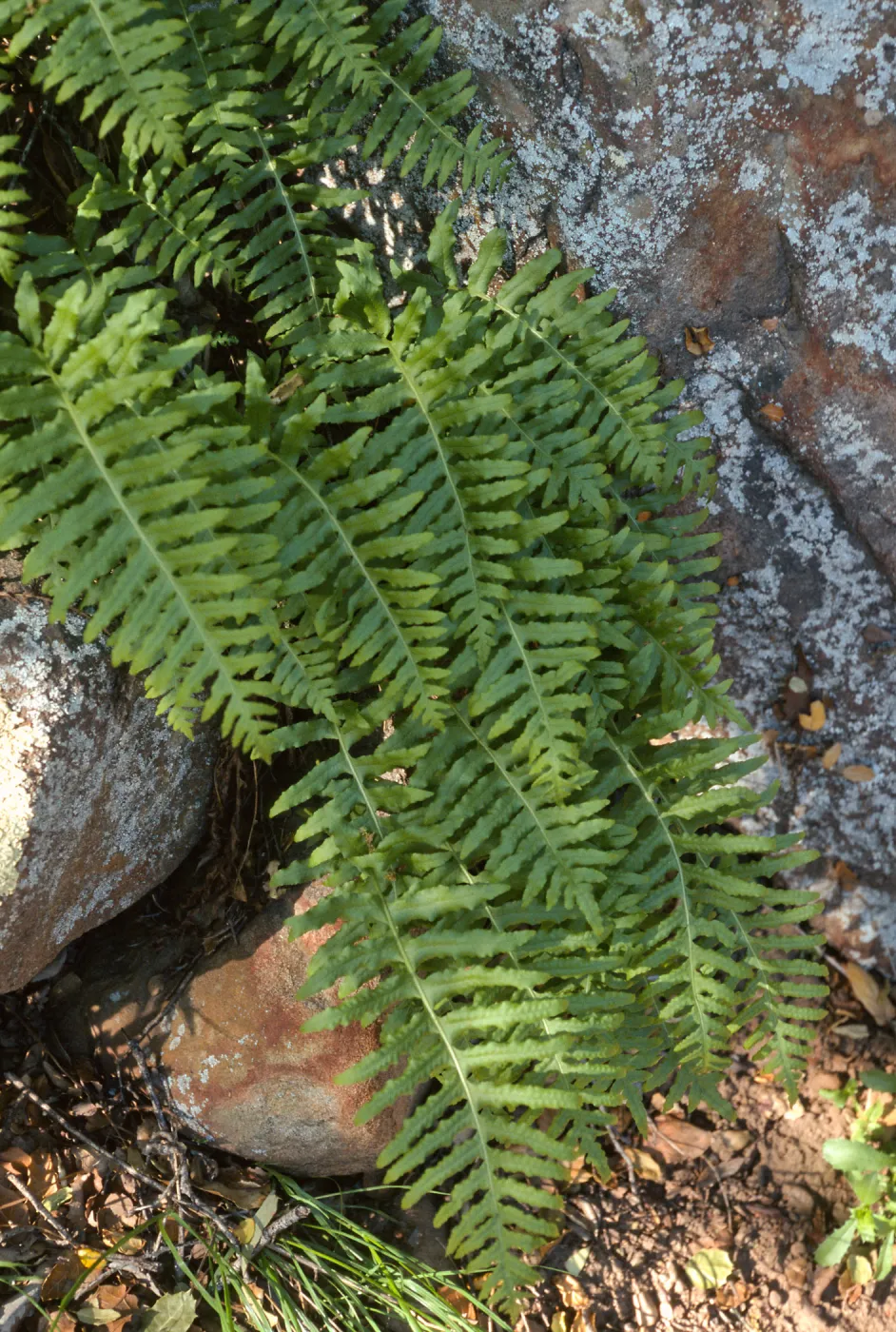 Polypodium californicum, Santa Barbara Botanic Garden