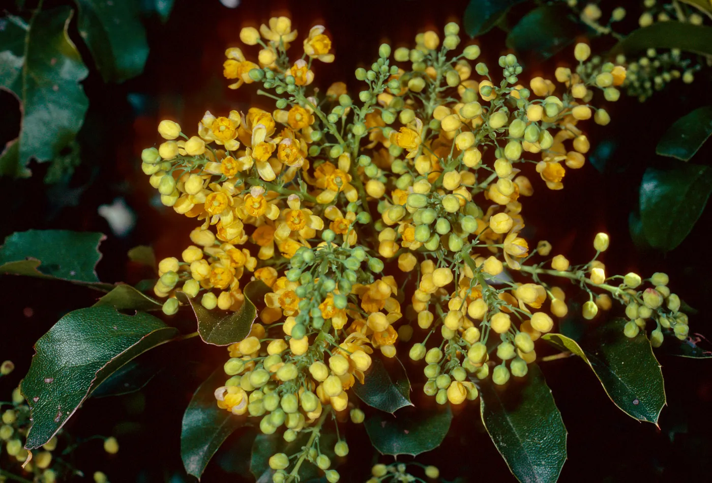 Mahonia pinnata insularis, Island Section, Santa Barbara Botanic Garden
