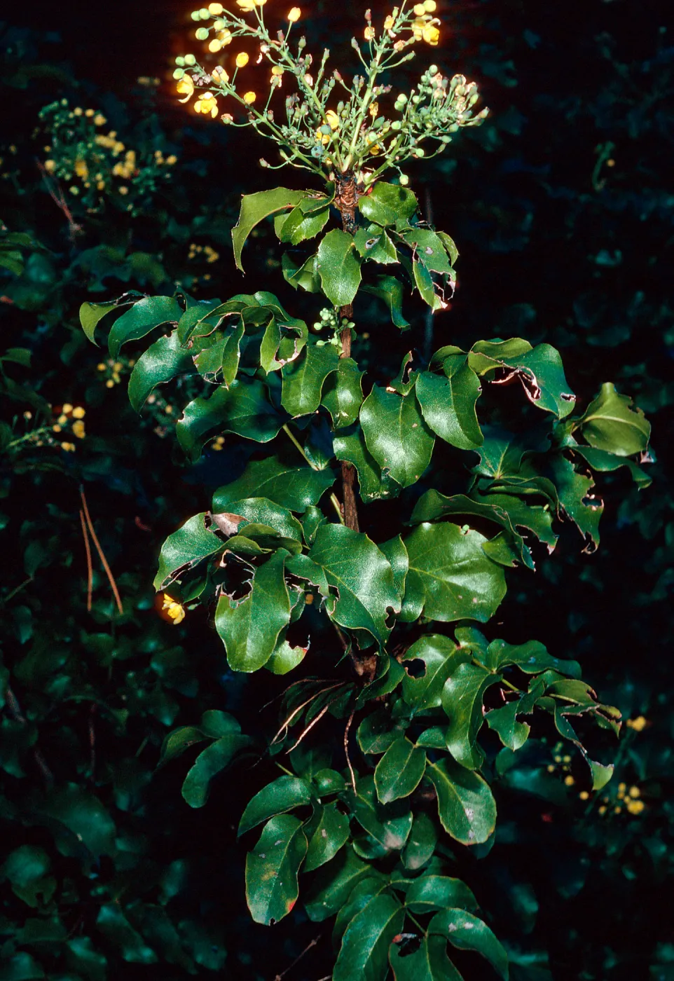 Mahonia pinnata insularis, Island Section, Santa Barbara Botanic Garden