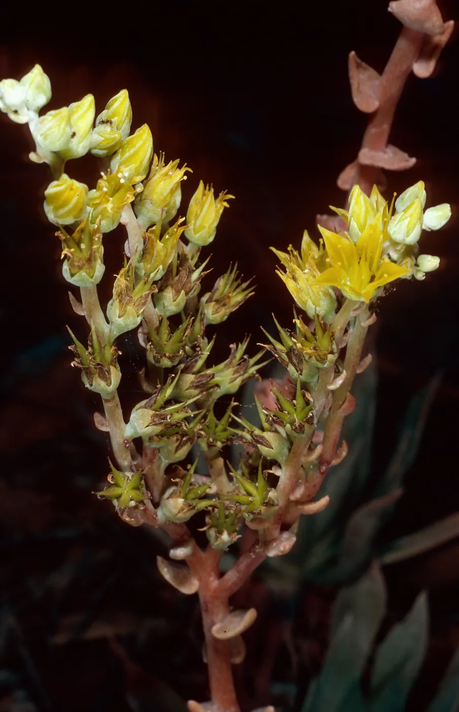 Dudleya traskiae, grown at Santa Barbara Botanic Garden