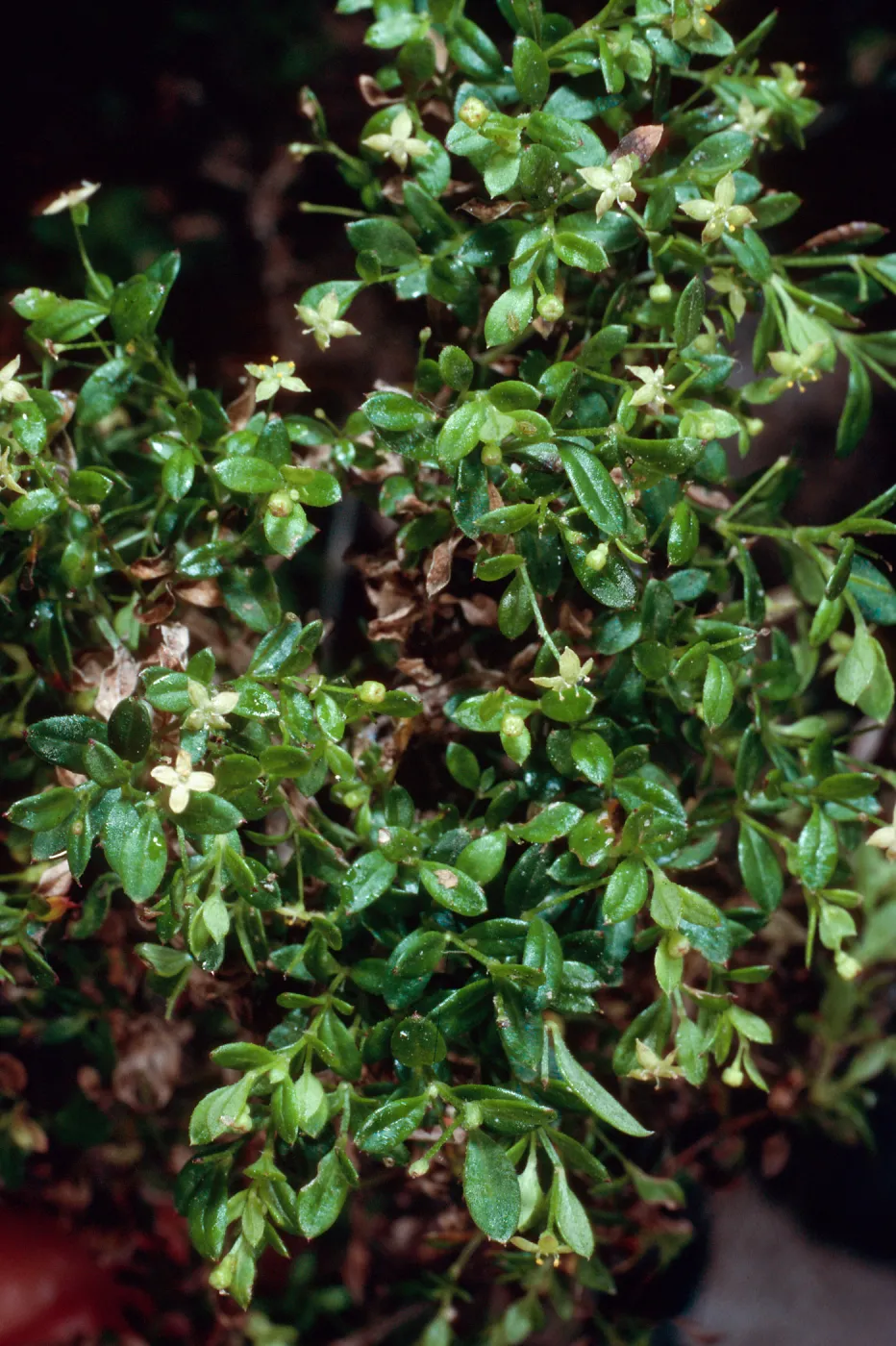Galium, Santa Barbara Botanic Garden