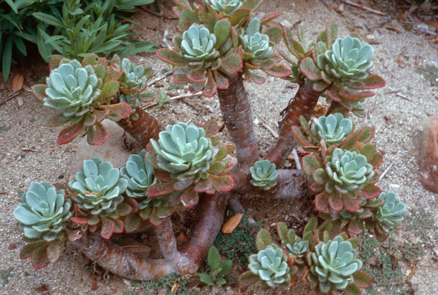 Talinum guadalupense, Santa Barbara Botanic Garden