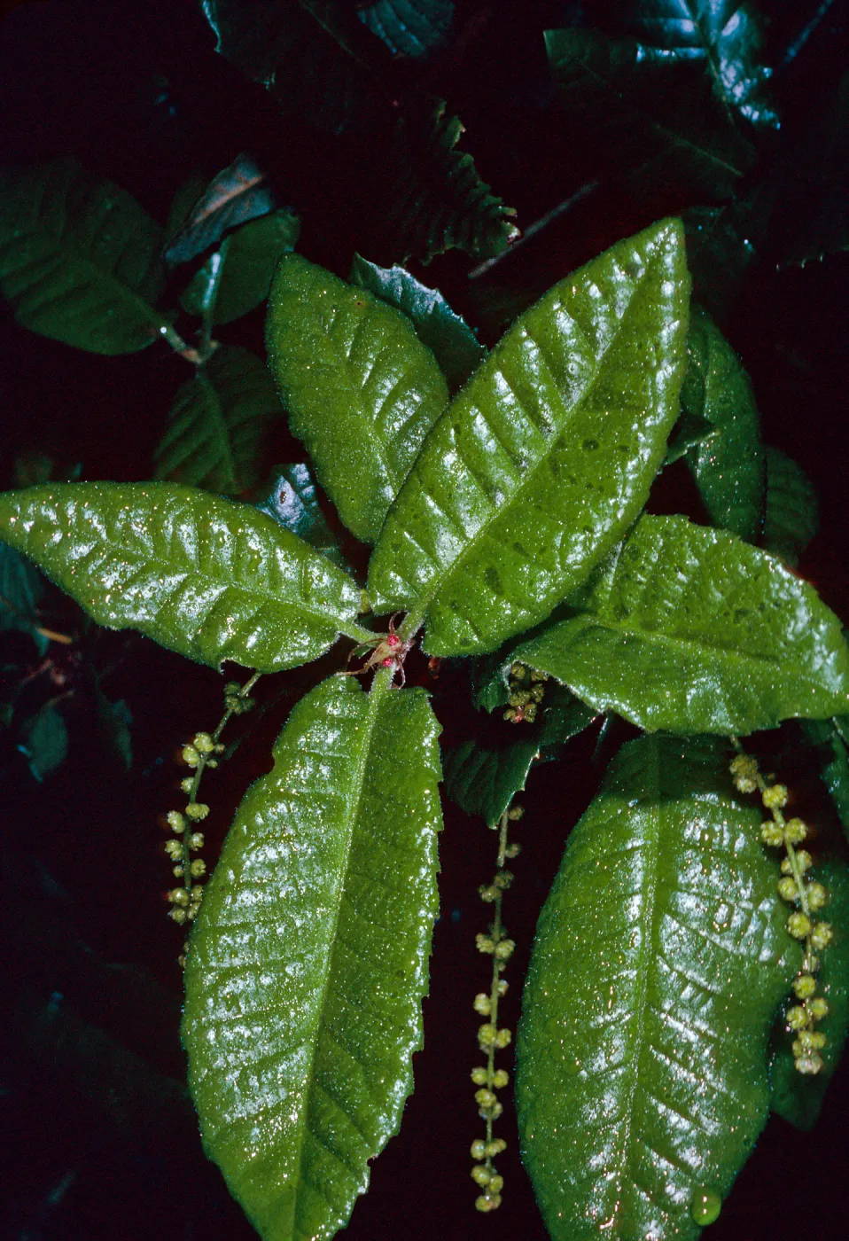 Quercus tomentella, Santa Barbara Botanic Garden