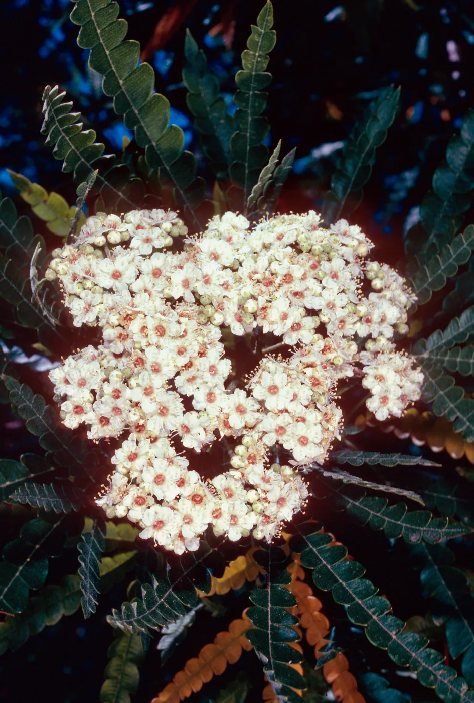 Lyonothamnus floribundus aspleniflorus, Santa Barbara Botanic Garden