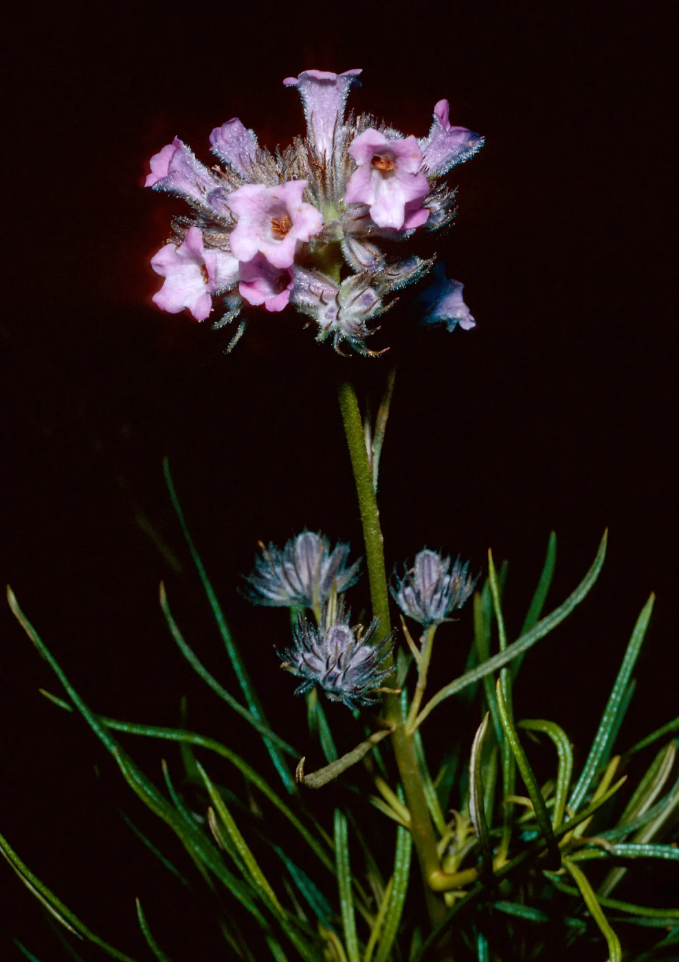 Eriodictylon capitatum, Santa Barbara Botanic Garden