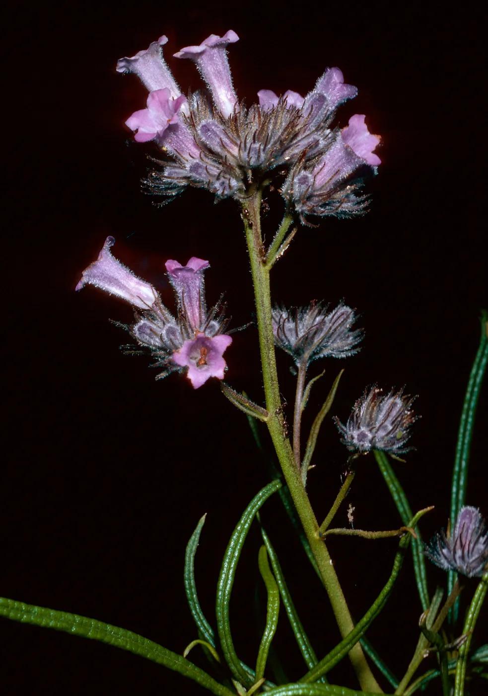 Eriodictylon capitatum, Santa Barbara Botanic Garden